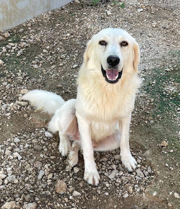 IL TENERO LUCKY Foto 3